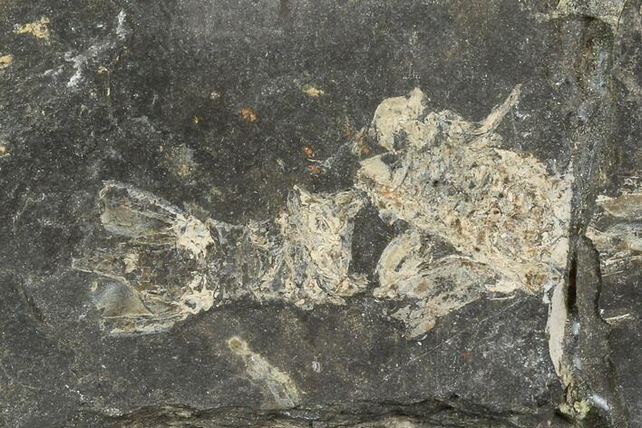 Shrimp-Like Crustacean (Tealliocaris) Fossil - Scotland #118875